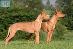 Read more about the article Pharaoh Hound breeders and puppies in Delaware