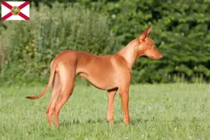 Read more about the article Pharaoh Hound breeders and puppies in Florida