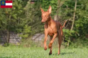 Read more about the article Pharaoh Hound breeders and puppies in Georgia