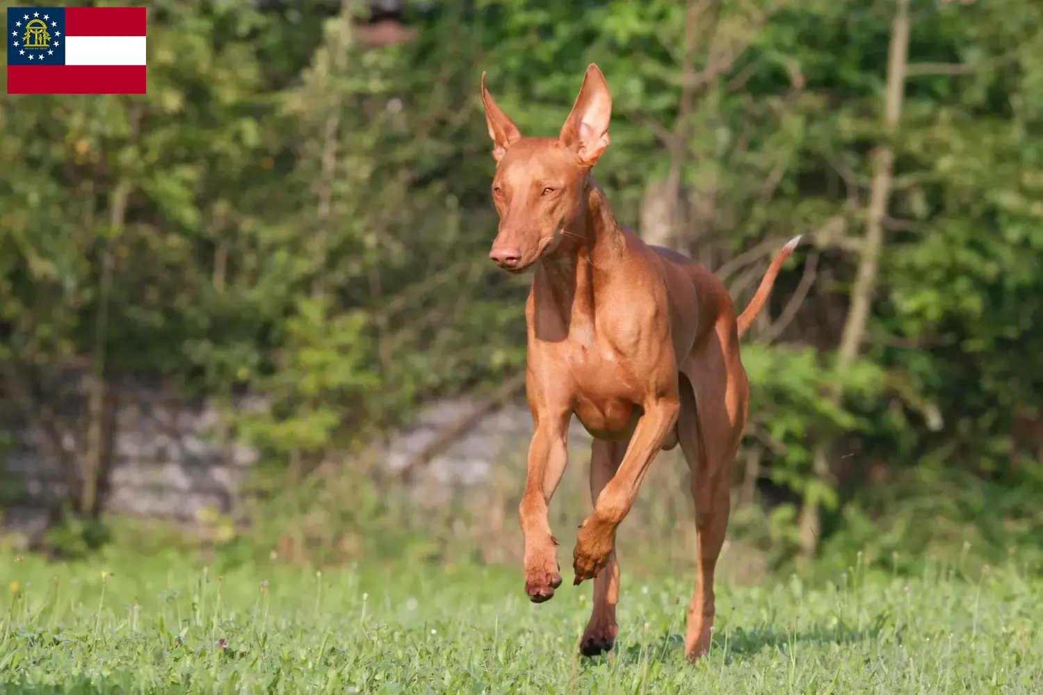 Pharaoh Hound puppies and breeders Georgia Find Pharaoh Dog breeders in Georgia.