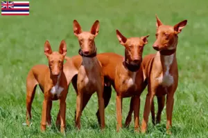 Read more about the article Pharaoh dog breeders and puppies in Hawaii