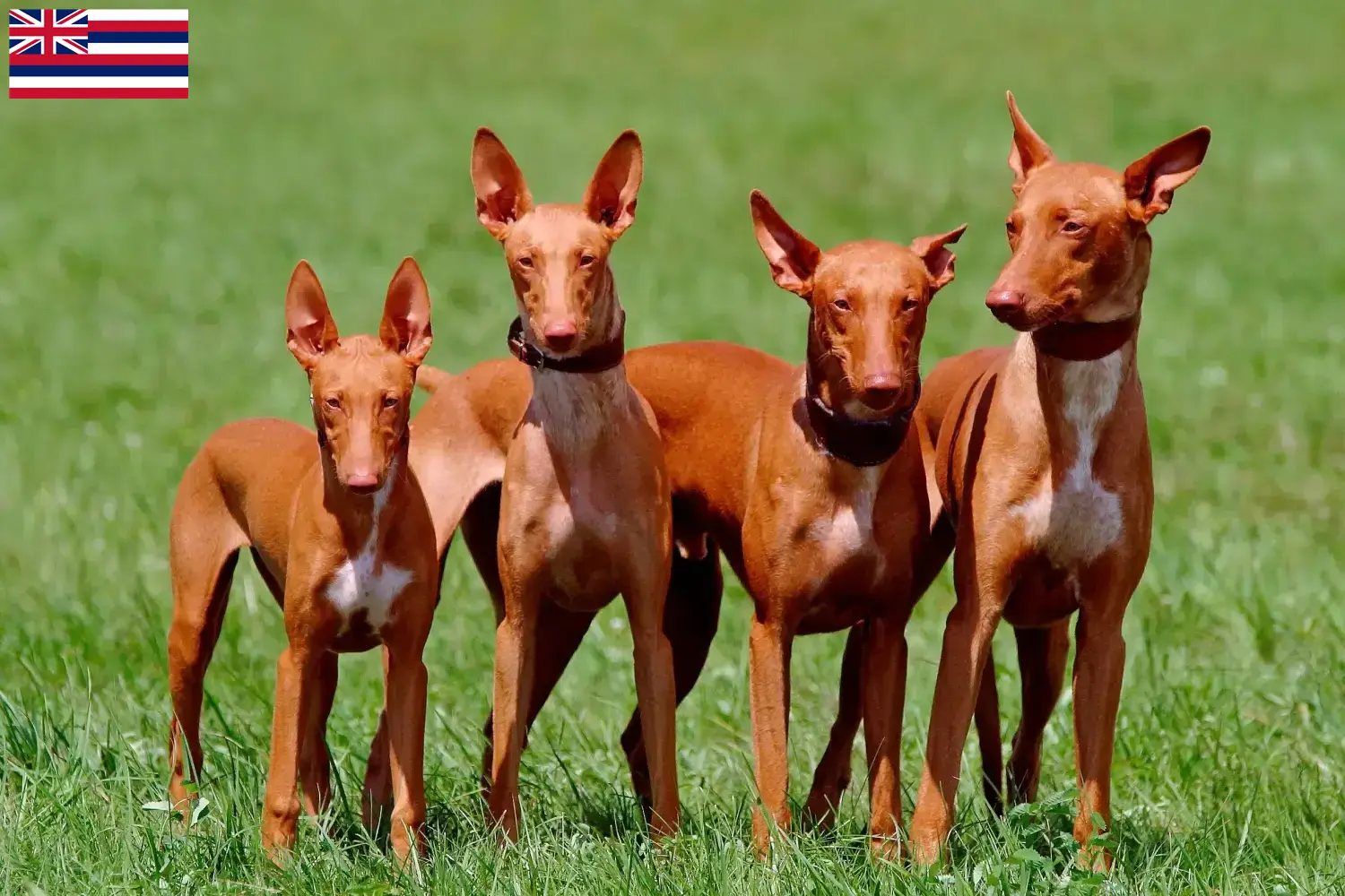 Pharaoh Hound puppies and breeders Hawaii Find Pharaoh Hound breeders in Hawaii.
