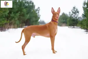 Read more about the article Pharaoh Hound breeders and puppies in Illinois