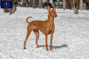 Read more about the article Pharaoh Hound breeders and puppies in Indiana