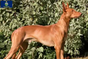 Read more about the article Pharaoh Hound breeders and puppies in Kansas