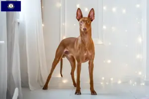 Read more about the article Pharaoh Hound breeders and puppies in Kentucky