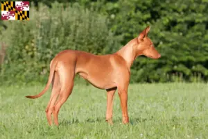 Read more about the article Pharaoh Hound breeders and puppies in Maryland