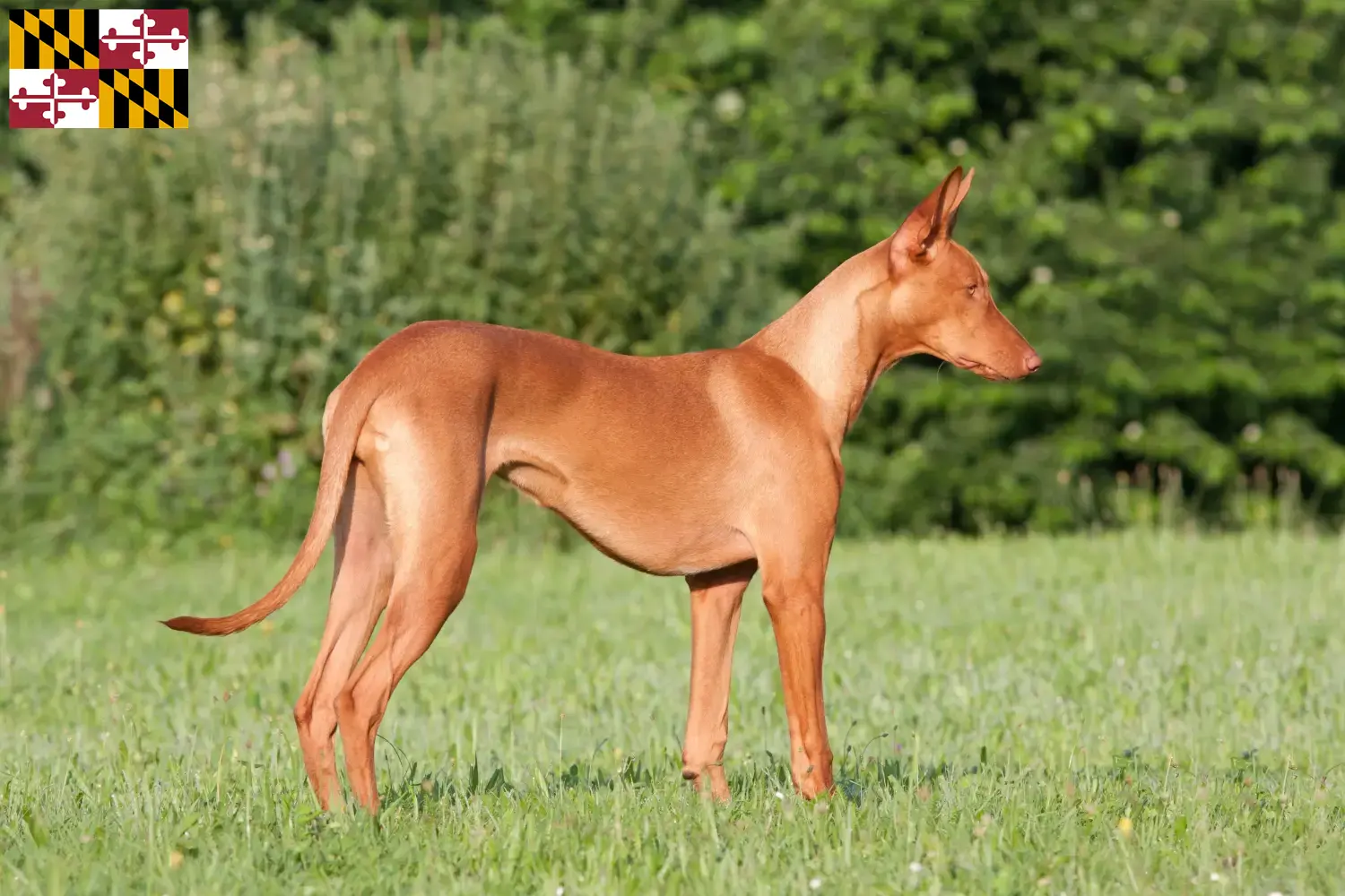 Pharaoh Hound puppies and breeders Maryland Find Pharaoh Hound breeders in Maryland.