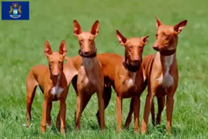 Read more about the article Pharaoh Hound breeders and puppies in Michigan
