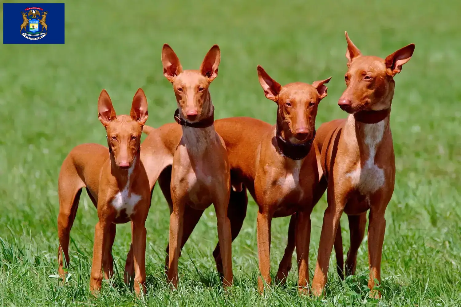 Pharaoh Hound puppies and breeders Michigan Find Pharaoh Hound breeders in Michigan.