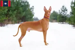 Read more about the article Pharaoh Hound breeders and puppies in Mississippi