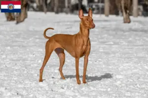 Read more about the article Pharaoh Hound breeders and puppies in Missouri
