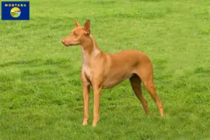 Read more about the article Pharaoh Hound breeders and puppies in Montana