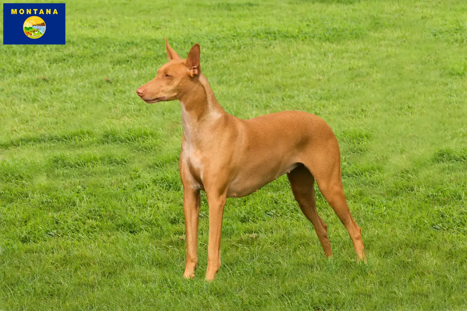 Pharaoh dog puppies and breeder Montana Find Pharaoh Hound breeders in Montana.