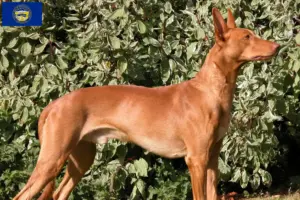 Read more about the article Pharaoh Hound breeders and puppies in Nebraska