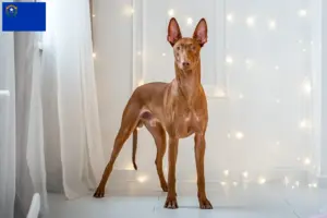Read more about the article Pharaoh Hound breeders and puppies in Nevada