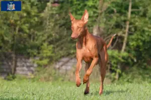 Read more about the article Pharaoh Hound breeders and puppies in New York