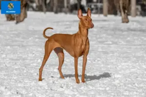 Read more about the article Pharaoh Hound breeders and puppies in Oklahoma