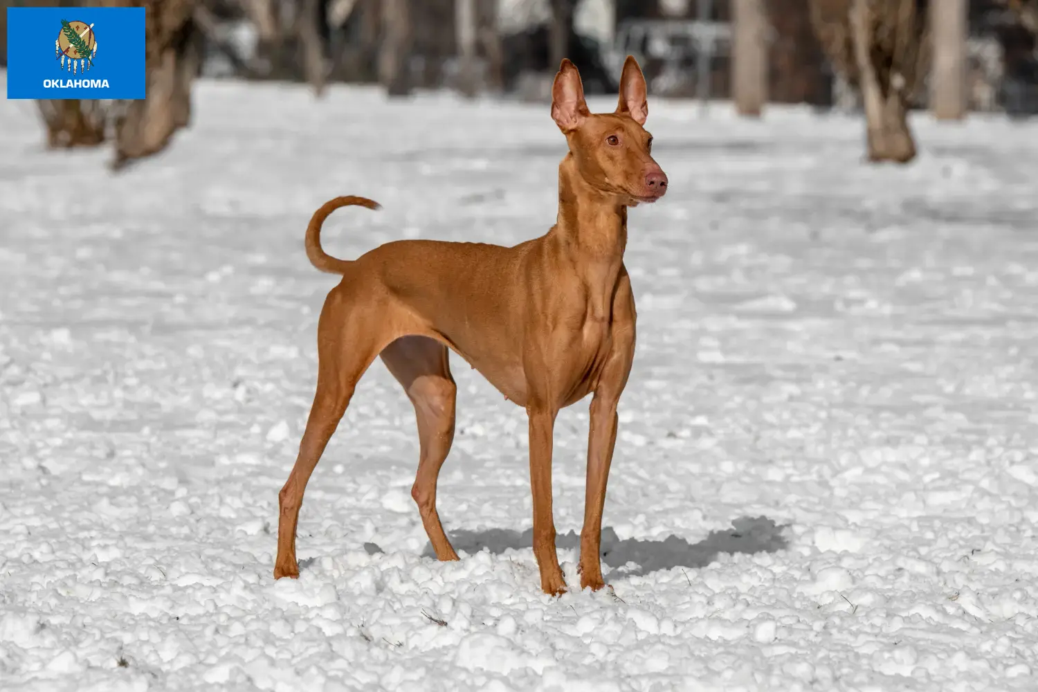 Pharaoh Hound puppies and breeders Oklahoma Find Pharaoh Hound breeders in Oklahoma.