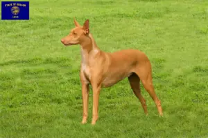 Read more about the article Pharaoh Hound breeders and puppies in Oregon
