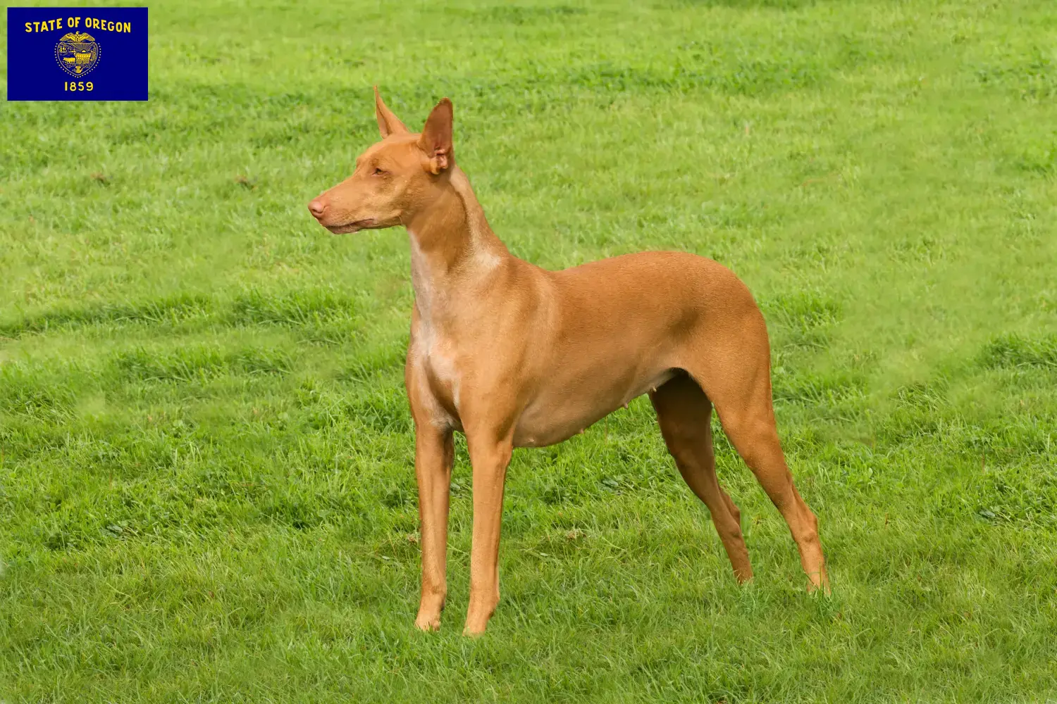Pharaoh Hound puppies and breeders Oregon Find Pharaoh Hound breeders in Oregon.