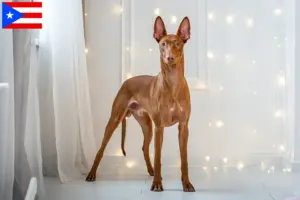 Read more about the article Pharaoh Hound breeders and puppies in Puerto Rico