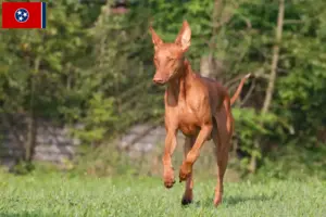 Read more about the article Pharaoh Hound breeders and puppies in Tennessee