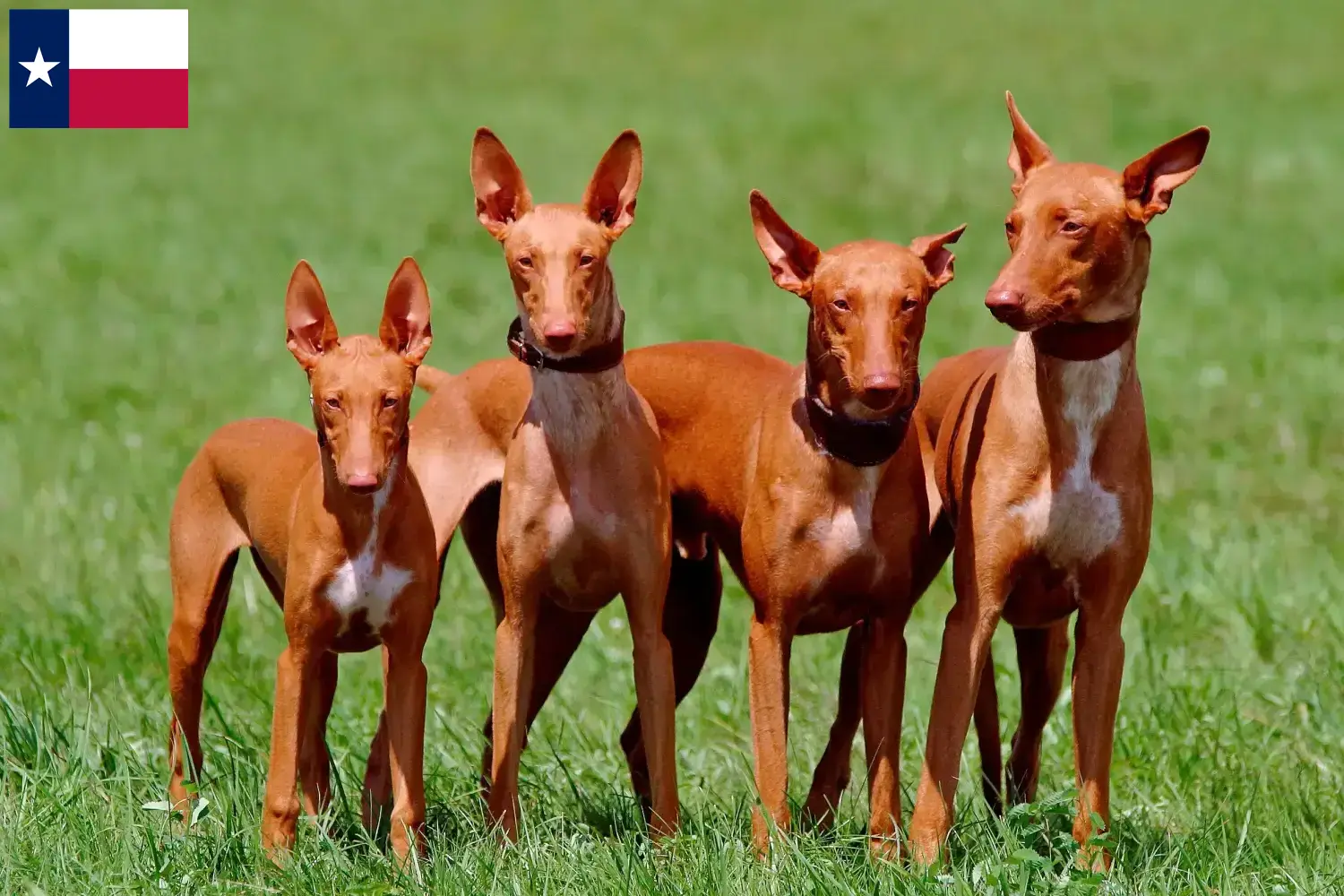 Read more about the article Pharaoh Hound breeders and puppies in Texas
