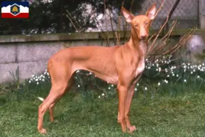 Read more about the article Pharaoh Hound breeders and puppies in Utah