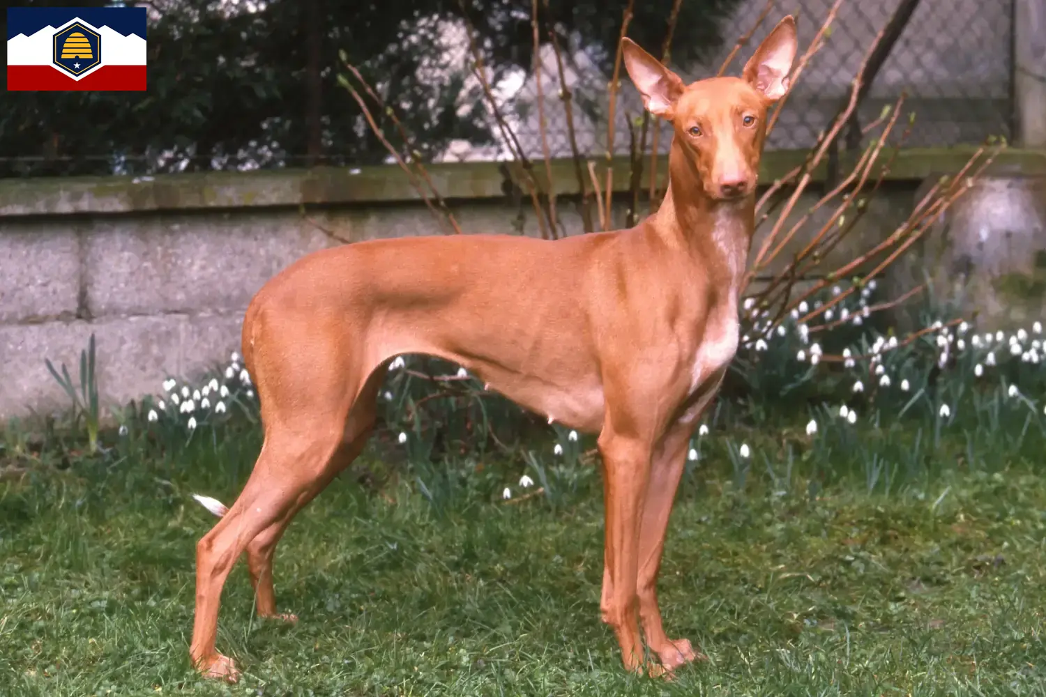 Read more about the article Pharaoh Hound breeders and puppies in Utah