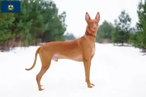 Read more about the article Pharaoh Hound breeders and puppies in Vermont