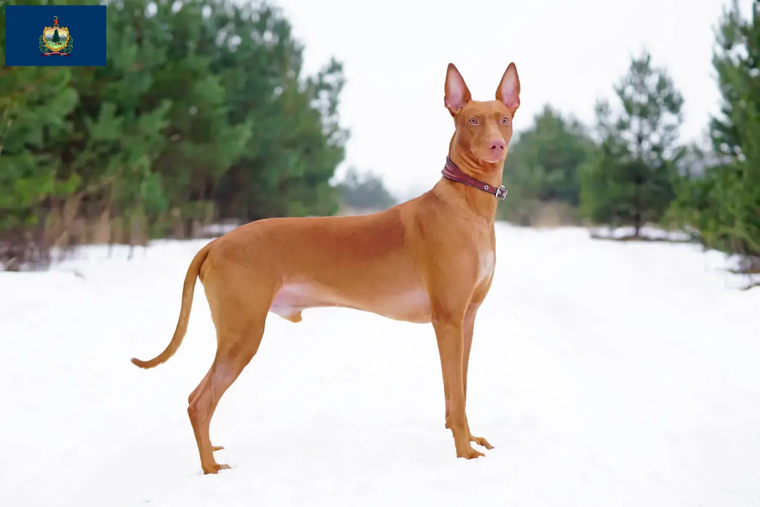 Read more about the article Pharaoh Hound breeders and puppies in Vermont