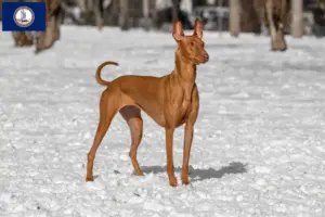 Read more about the article Pharaoh Hound breeders and puppies in Virginia