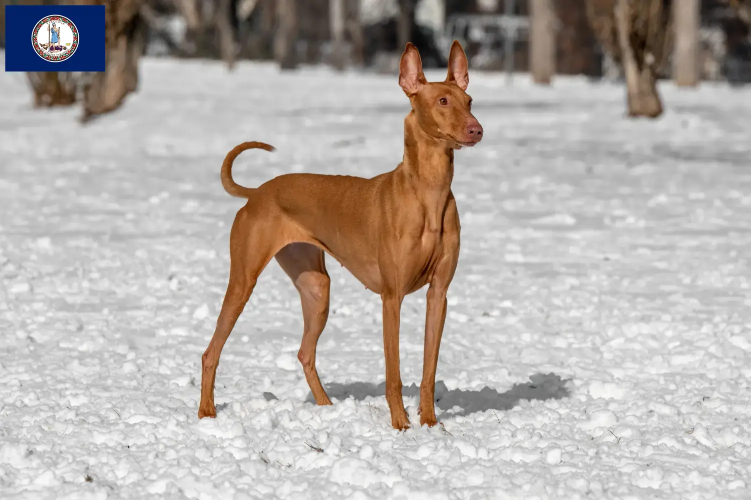 Read more about the article Pharaoh Hound breeders and puppies in Virginia