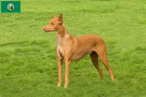 Read more about the article Pharaoh Hound breeders and puppies in Washington