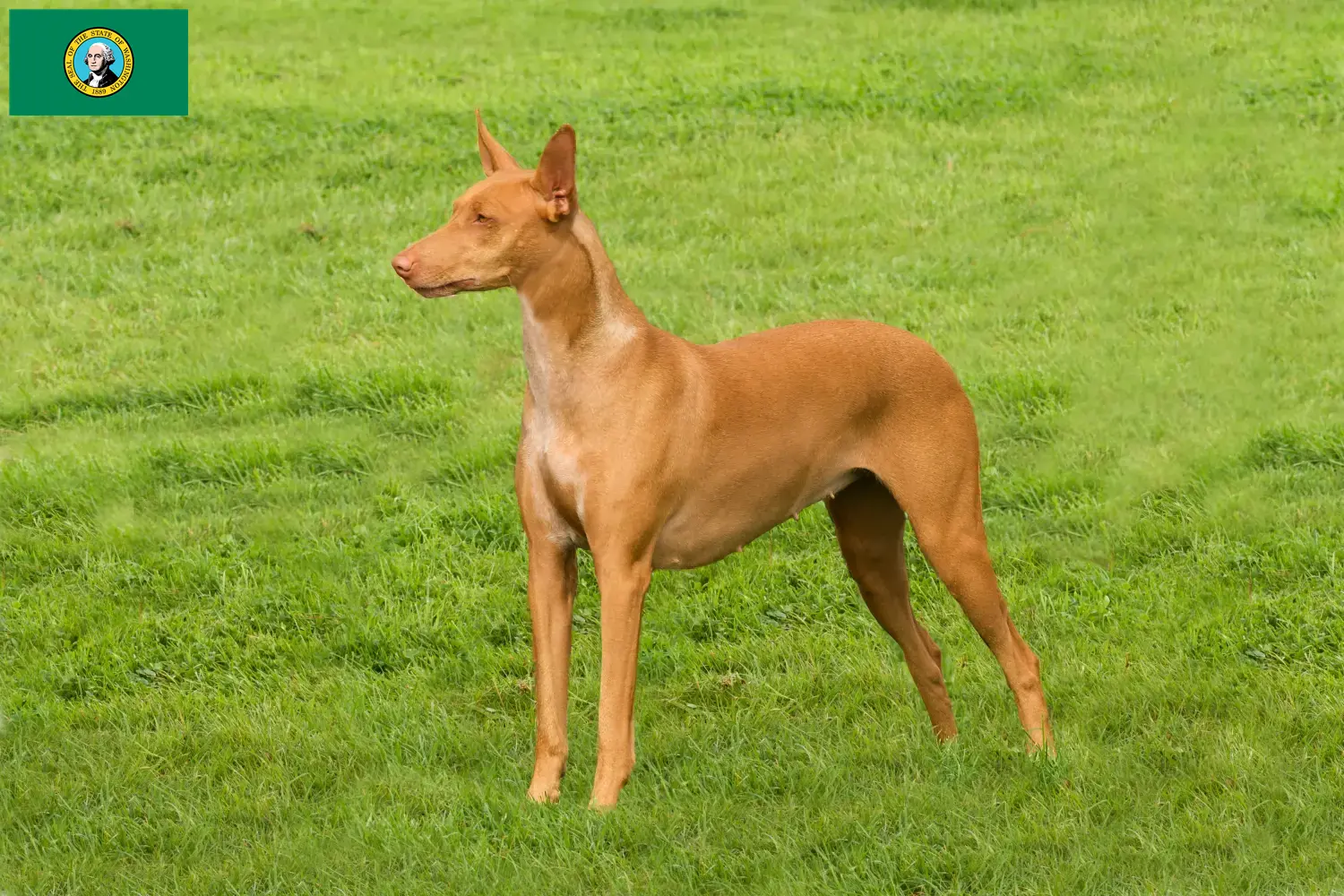 Read more about the article Pharaoh Hound breeders and puppies in Washington