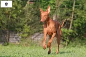 Read more about the article Pharaoh Hound breeders and puppies in Massachusetts