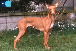 Read more about the article Pharaoh Hound breeders and puppies in Minnesota