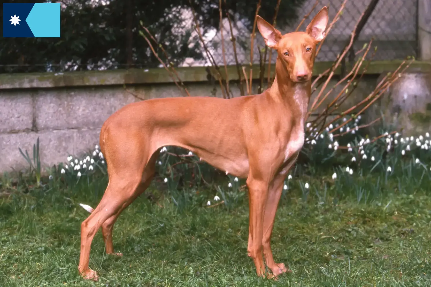 Pharaoh Hound puppies and breeders Minnesota Find Pharaoh Hound breeders in Minnesota.