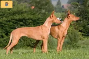 Read more about the article Pharaoh Hound Breeder and Puppies in New Jersey