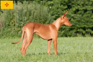 Read more about the article Pharaoh Hound breeders and puppies in New Mexico