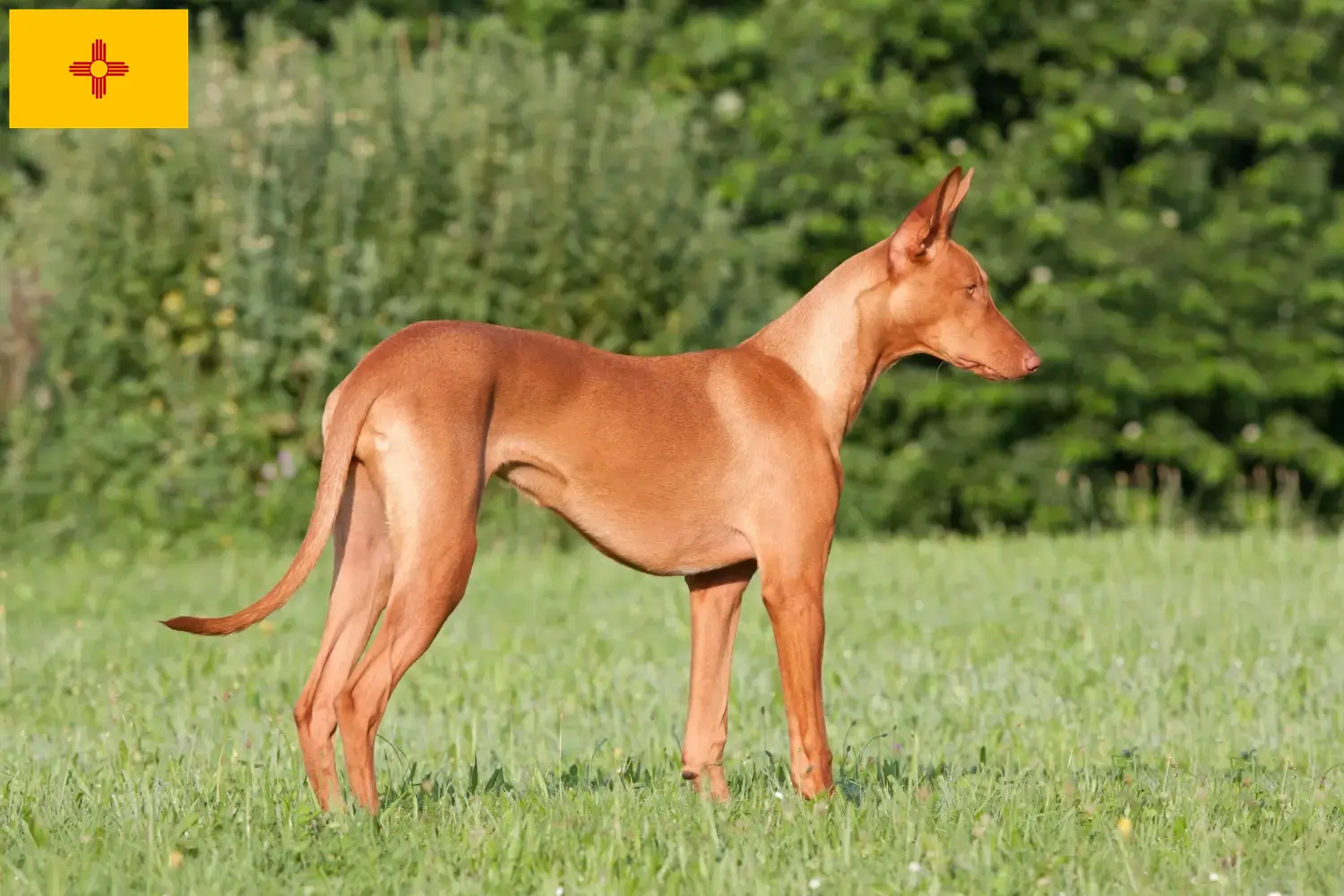 Pharaoh Hound puppies and breeders New Mexico Find Pharaoh Hound breeders in New Mexico.