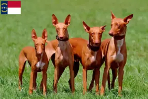 Read more about the article Pharaoh Hound breeders and puppies in North Carolina