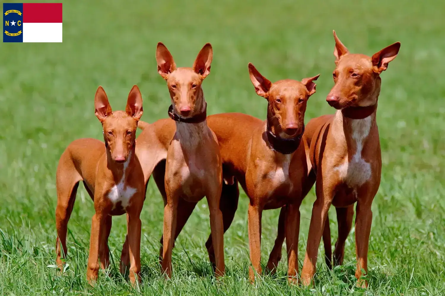 Pharaoh Hound puppies and breeders North Carolina Find Pharaoh Hound breeders in North Carolina.
