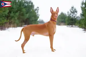 Read more about the article Pharaoh Hound breeders and puppies in Ohio