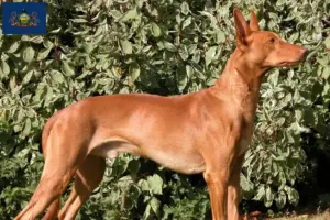 Read more about the article Pharaoh Hound breeders and puppies in Pennsylvania