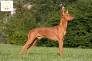 Read more about the article Pharaoh Hound breeders and puppies in Rhode Island