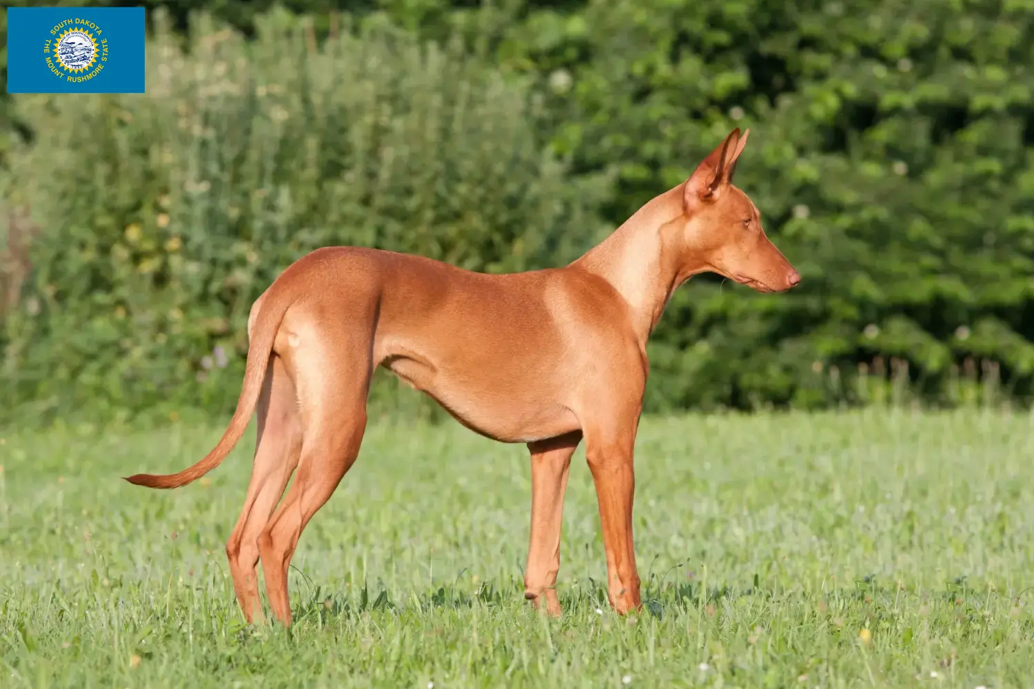 Read more about the article Pharaoh Hound breeders and puppies in South Dakota