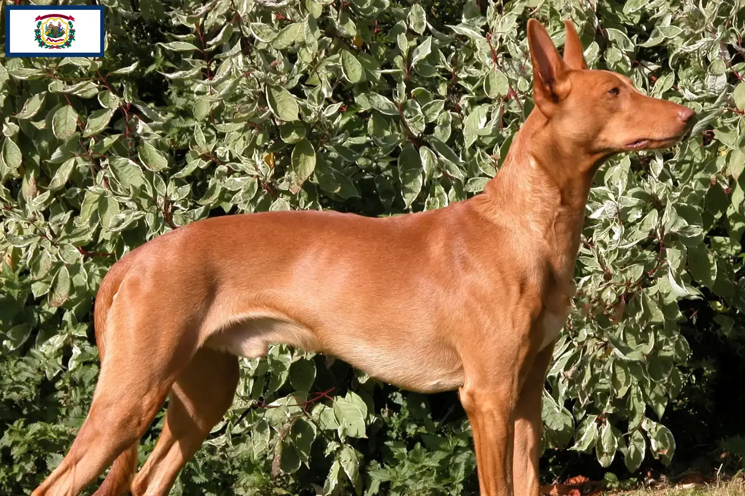 Read more about the article Pharaoh Hound breeders and puppies in West Virginia
