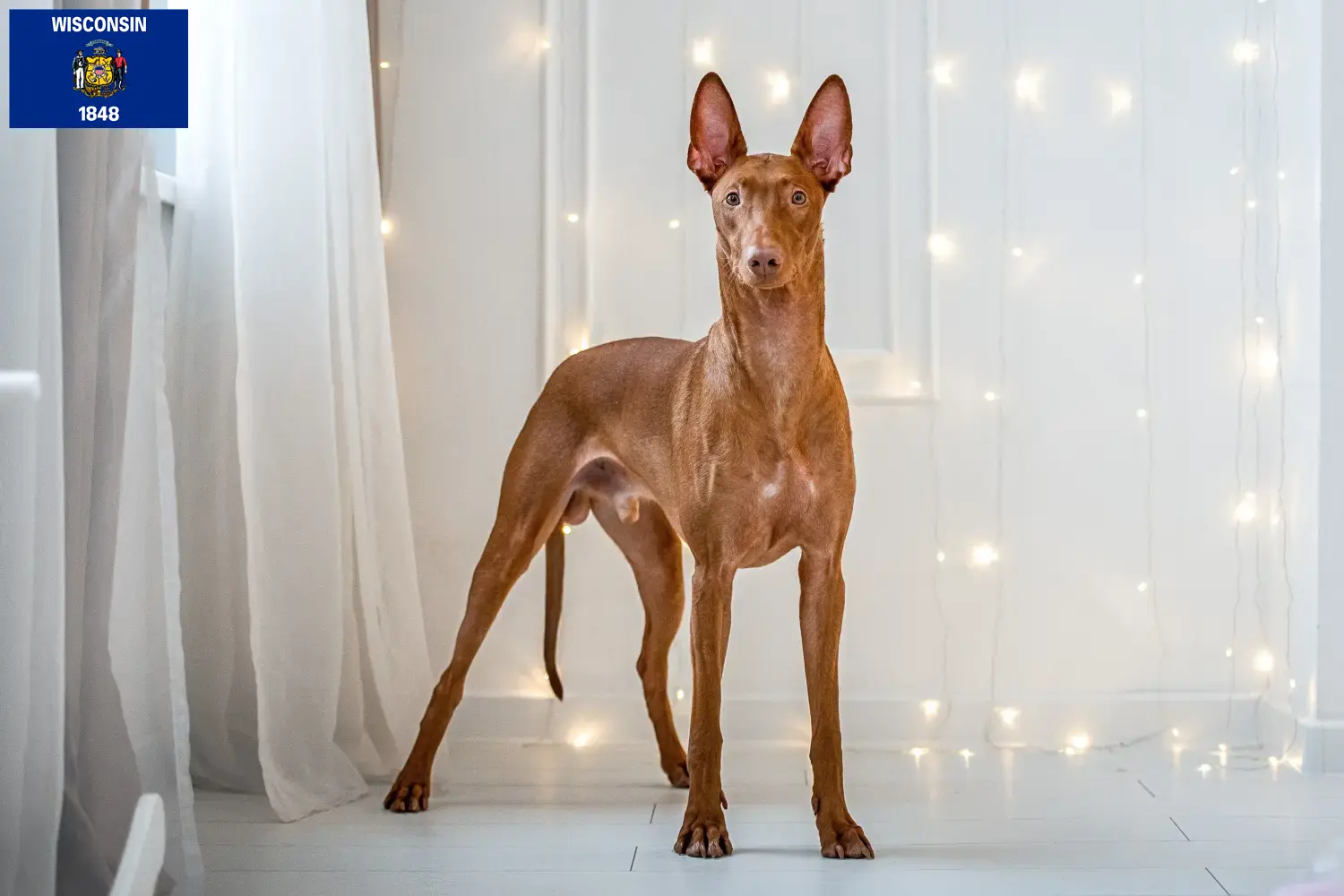 Read more about the article Pharaoh Hound breeders and puppies in Wisconsin